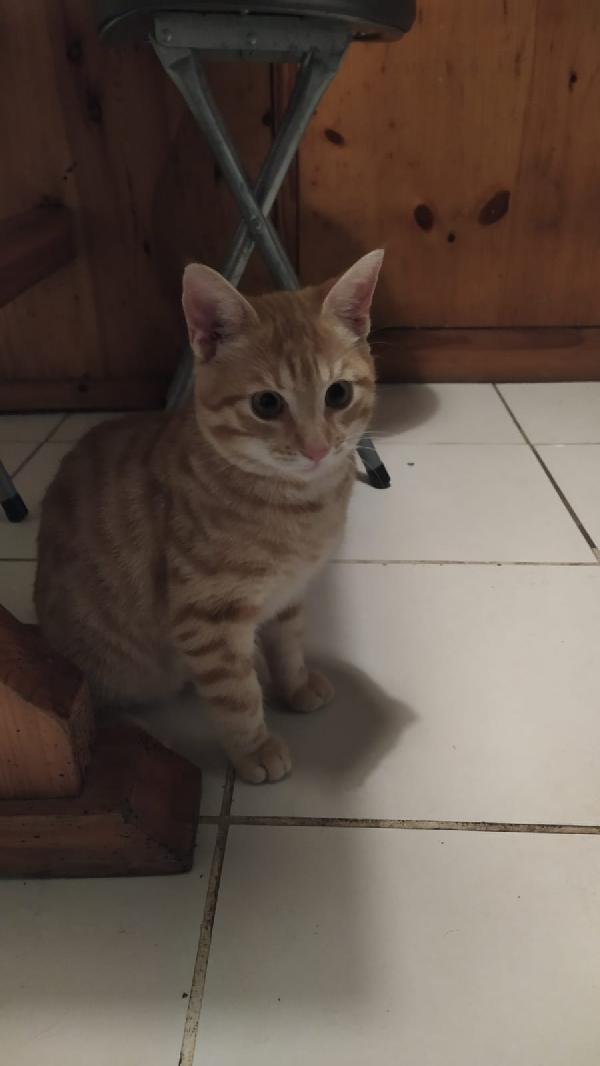 REMI: MICIO ROSSO  DI 4 MESI CERCA FAMIGLIA Foto 8