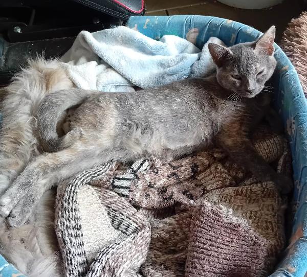 LA DOLCE TEMPESTA Foto 2