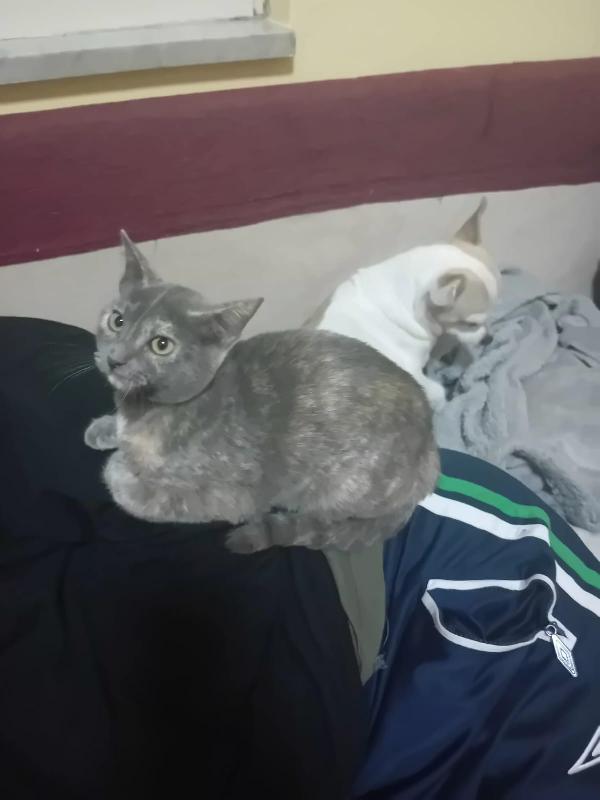 LA DOLCE TEMPESTA Foto 4