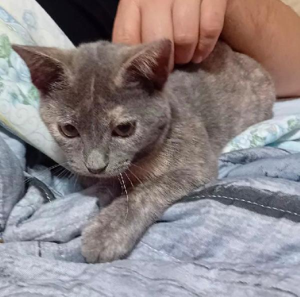 LA DOLCE TEMPESTA Foto 5