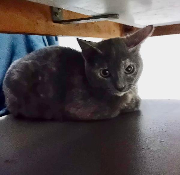 LA DOLCE TEMPESTA Foto 6