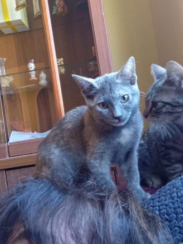 LA DOLCE TEMPESTA Foto 7