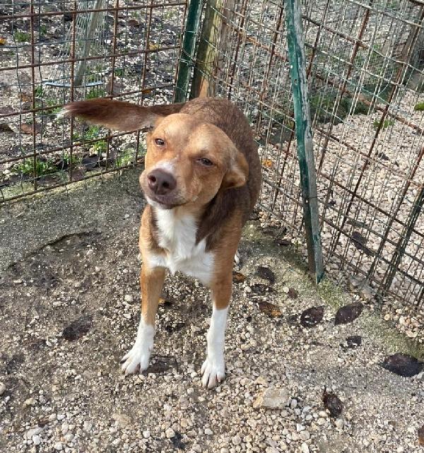 IL PICCOLO CANGU Foto 2