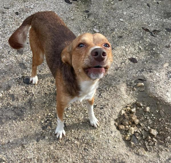 IL PICCOLO CANGU Foto 3