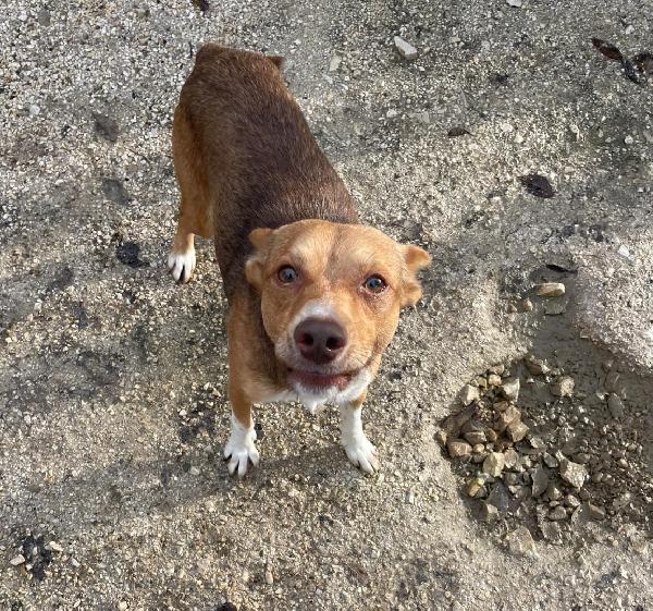 IL PICCOLO CANGU Foto 4