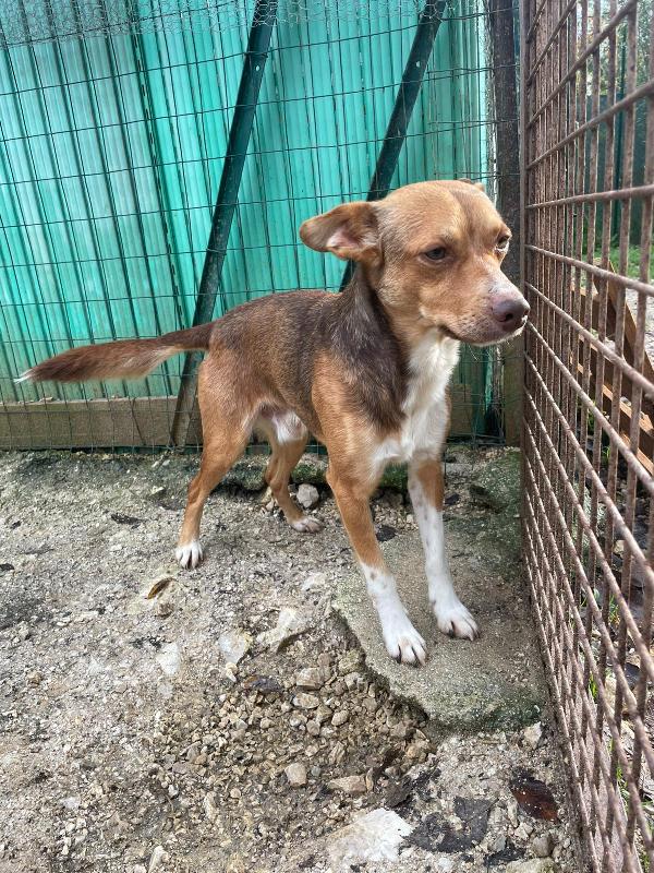 IL PICCOLO CANGU Foto 5