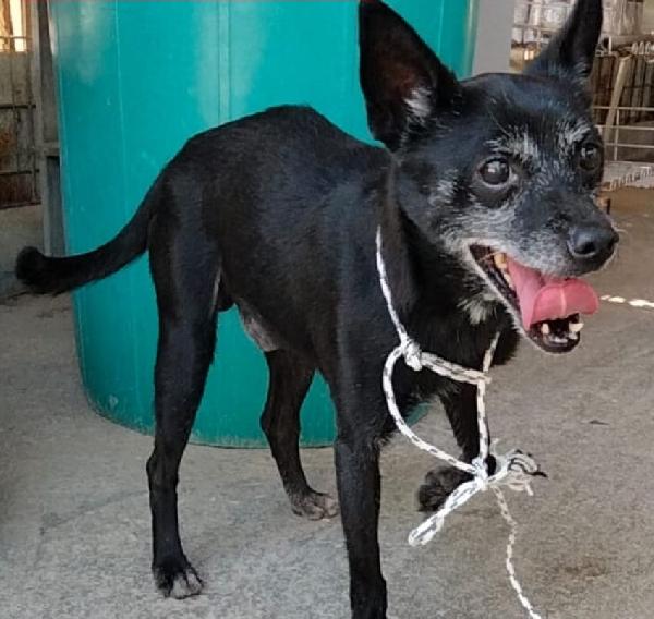 Pisellino, Nonnino Di 6 Kg, Adozione Del Cuore