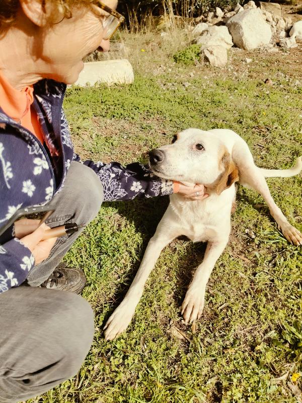 Dina Splendida Giovane Cagnolina Cerca Famiglia 