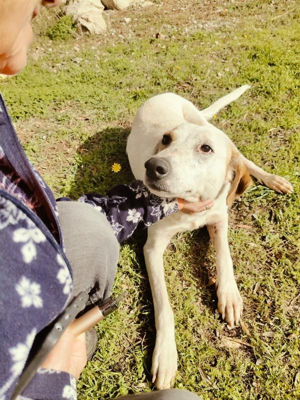 Dina splendida giovane cagnolina cerca famiglia  Foto 3