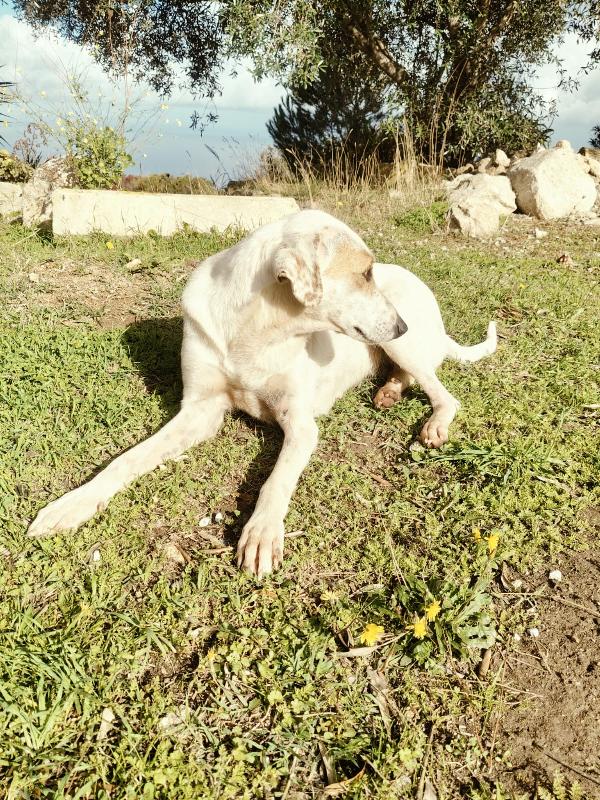 Dina splendida giovane cagnolina cerca famiglia  Foto 4