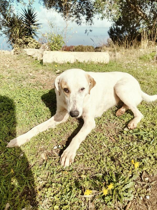 Dina splendida giovane cagnolina cerca famiglia  Foto 5