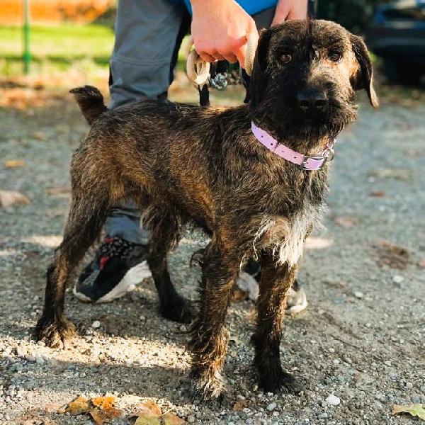 Biscotto Segugio Maremmano