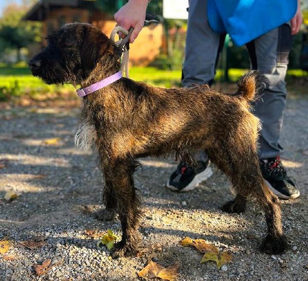 BISCOTTO SEGUGIO MAREMMANO Foto 2