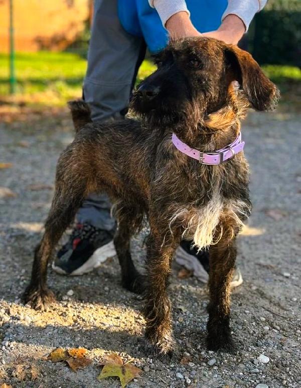 BISCOTTO SEGUGIO MAREMMANO Foto 3