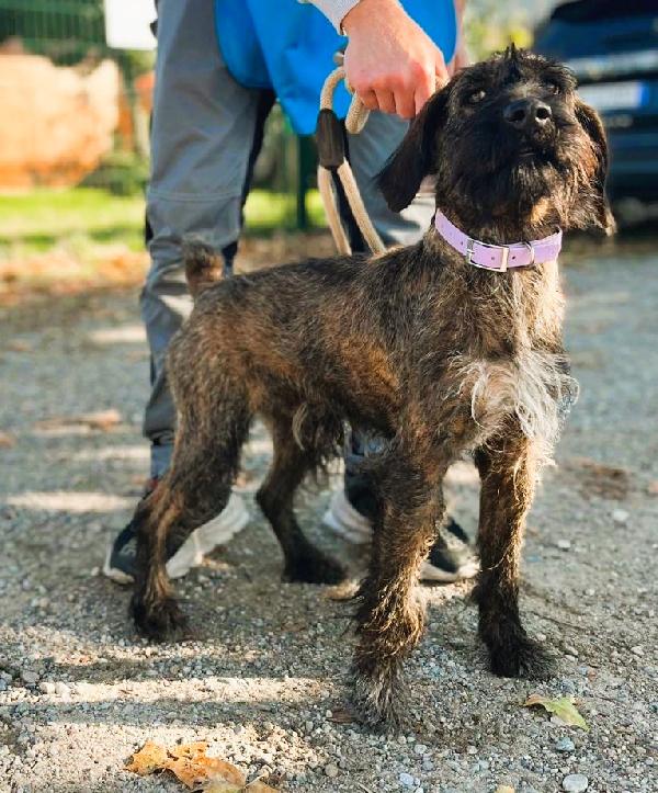 BISCOTTO SEGUGIO MAREMMANO Foto 5