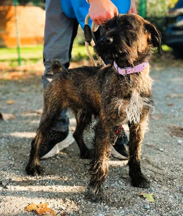 BISCOTTO SEGUGIO MAREMMANO Foto 6