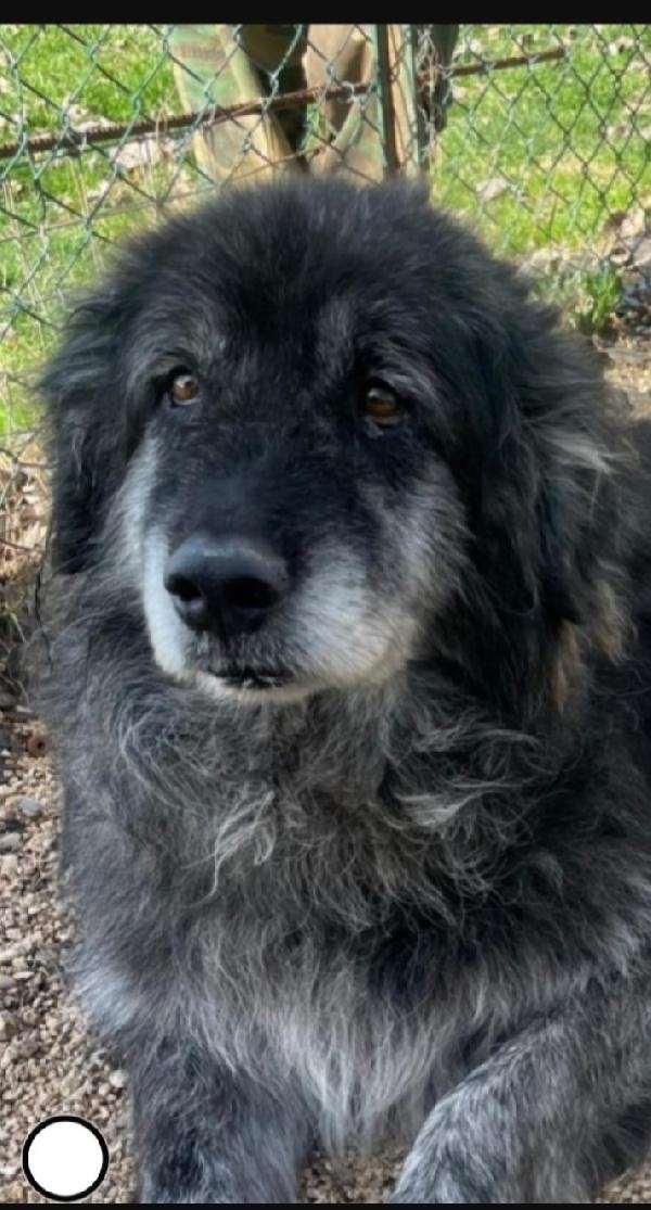 Mix Caucaso 8Anni Di Canile Ok Gatto Roma