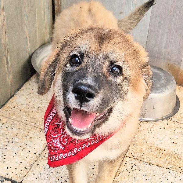 Alan In Canile,Adottabile In Tutta Italia!