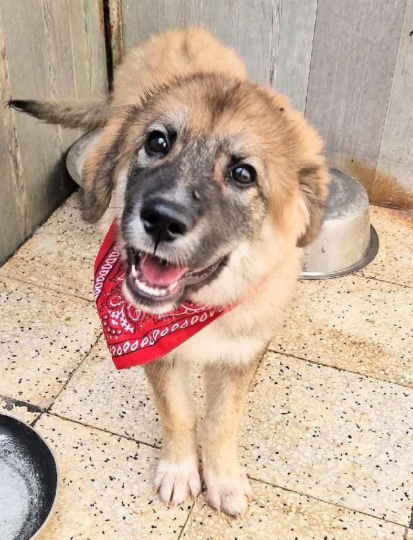 ALAN IN CANILE,ADOTTABILE IN TUTTA ITALIA! Foto 2