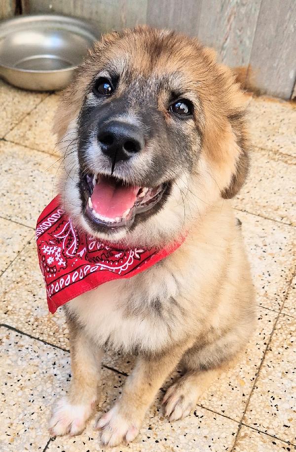 ALAN IN CANILE,ADOTTABILE IN TUTTA ITALIA! Foto 3