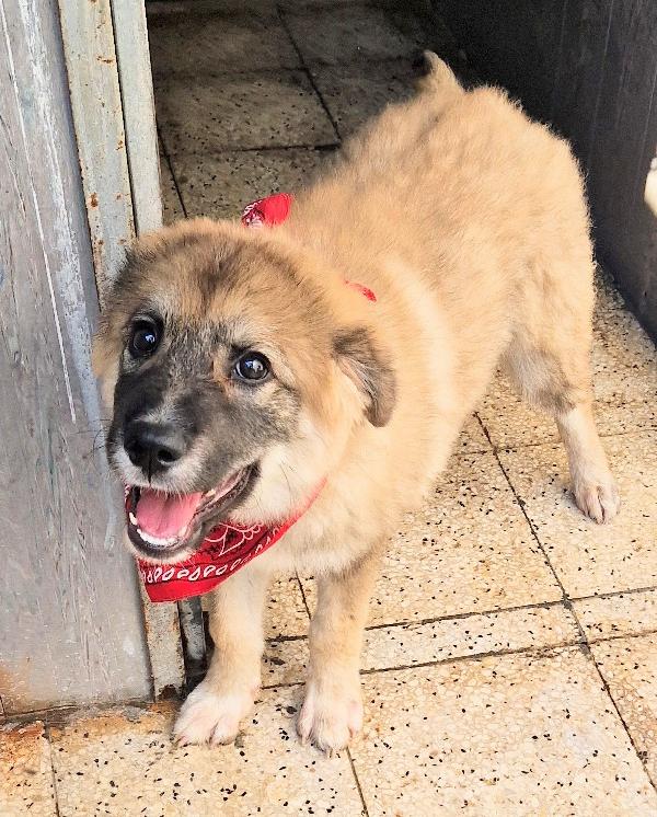 ALAN IN CANILE,ADOTTABILE IN TUTTA ITALIA! Foto 4