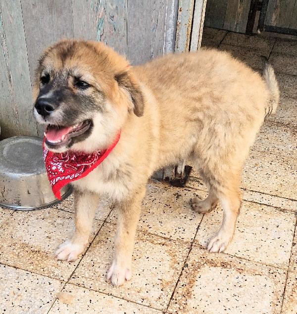 ALAN IN CANILE,ADOTTABILE IN TUTTA ITALIA! Foto 9