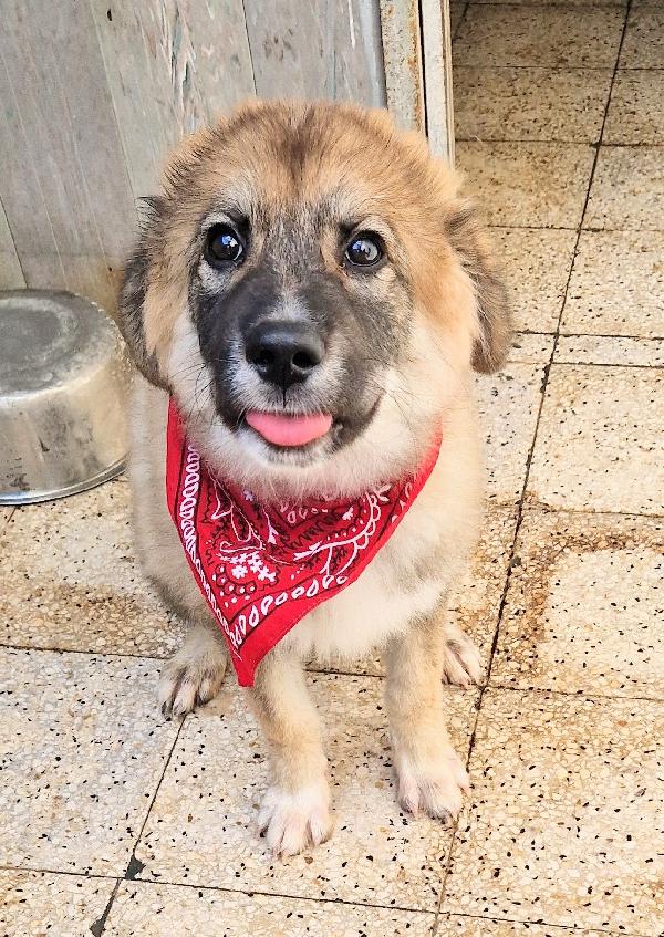 ALAN IN CANILE,ADOTTABILE IN TUTTA ITALIA! Foto 11