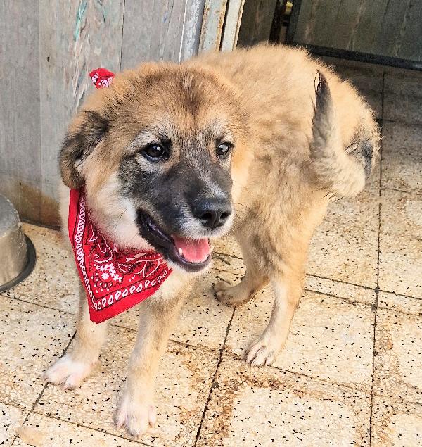 ALAN IN CANILE,ADOTTABILE IN TUTTA ITALIA! Foto 12