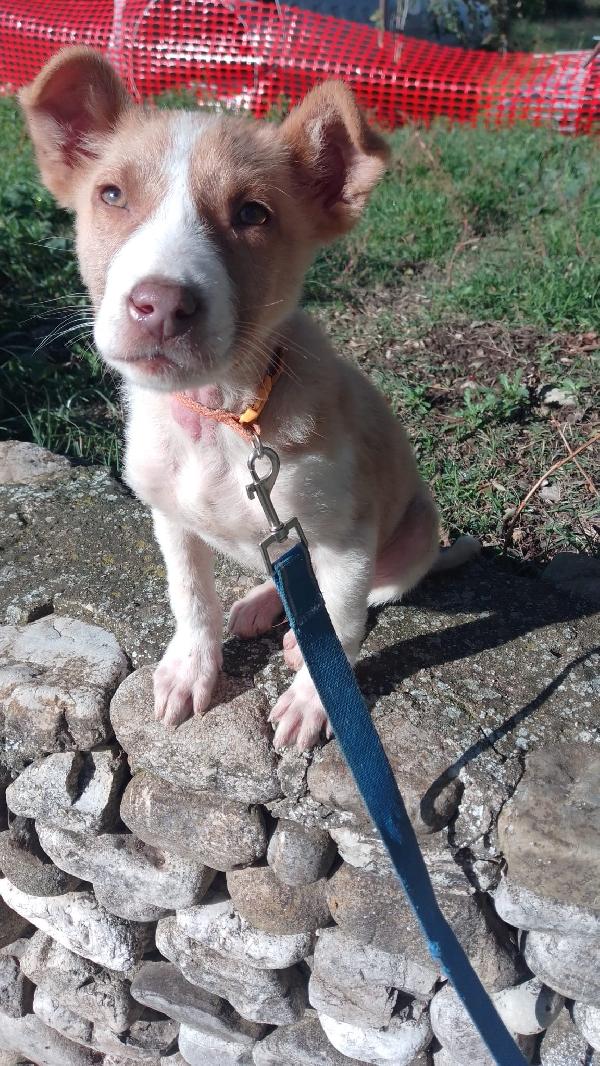 Russell Splendido Cucciolo Cerca Famiglia 