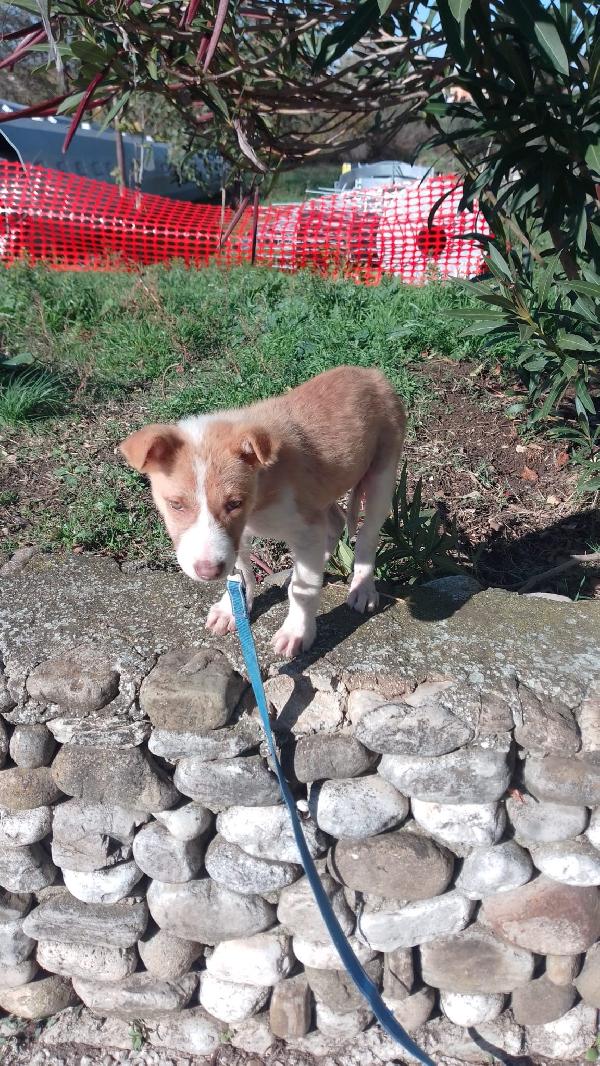 Russell splendido cucciolo cerca famiglia  Foto 2