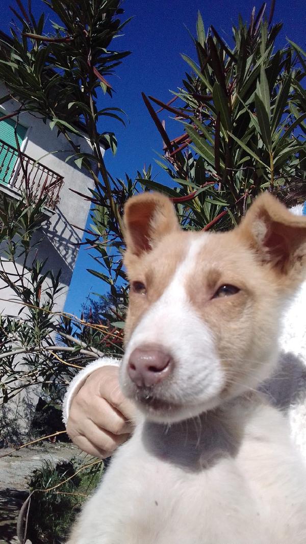 Russell splendido cucciolo cerca famiglia  Foto 3