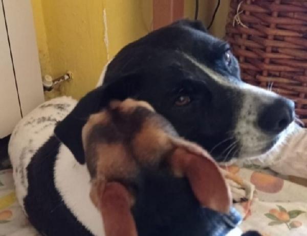 Polka 5anni meravigliosa mix molossina MILANO Foto 4