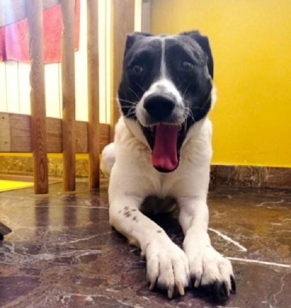 Polka 5anni meravigliosa mix molossina MILANO Foto 5