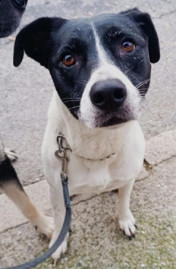 Polka 5anni meravigliosa mix molossina MILANO Foto 6