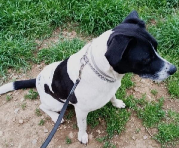 Polka 5anni meravigliosa mix molossina MILANO Foto 7