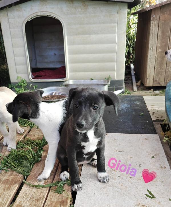 Gioia Cerca Famiglia 