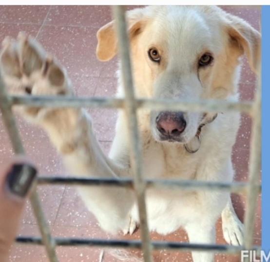 Mia 5/6Anni Mix Labrador Mollata Dai Padroni Lazio