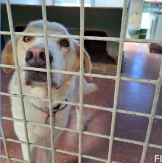 Mia 5/6anni mix Labrador mollata dai padroni LAZIO Foto 2