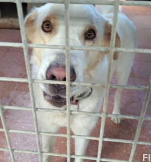 Mia 5/6anni mix Labrador mollata dai padroni LAZIO Foto 3