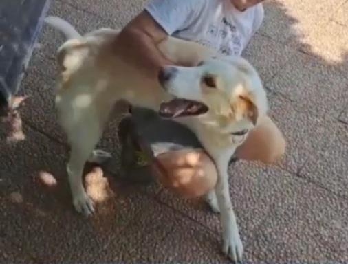 Mia 5/6anni mix Labrador mollata dai padroni LAZIO Foto 4