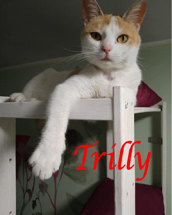 Trilly , Affettuosa Gatta In Adozione!