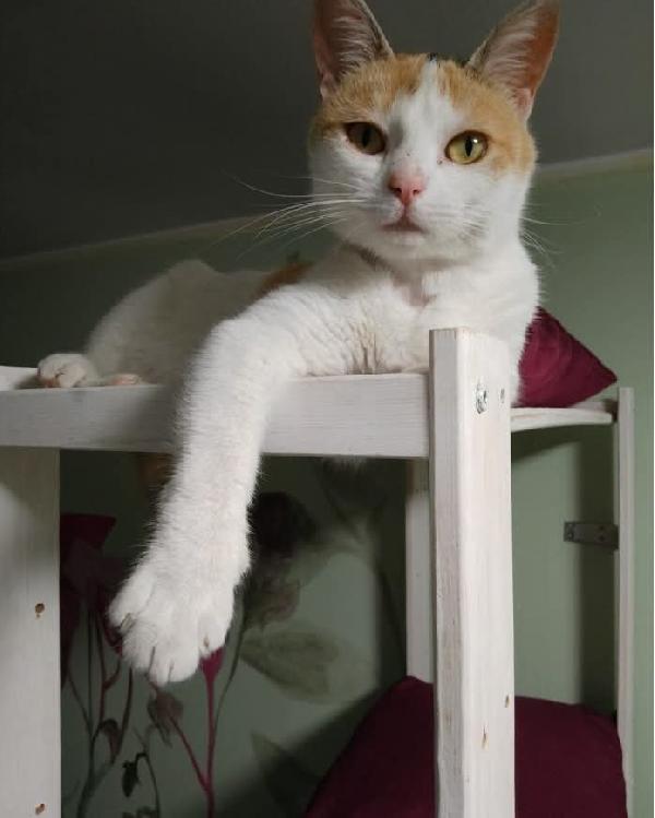 TRILLY , affettuosa gatta in adozione! Foto 3