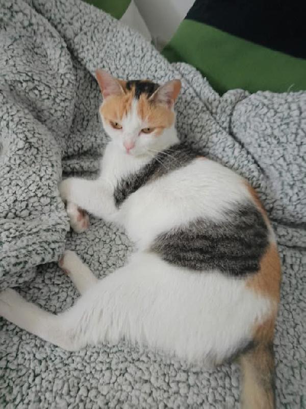 TRILLY , affettuosa gatta in adozione! Foto 5