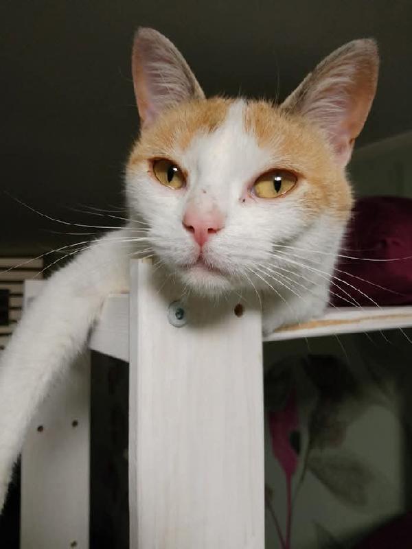 TRILLY , affettuosa gatta in adozione! Foto 6