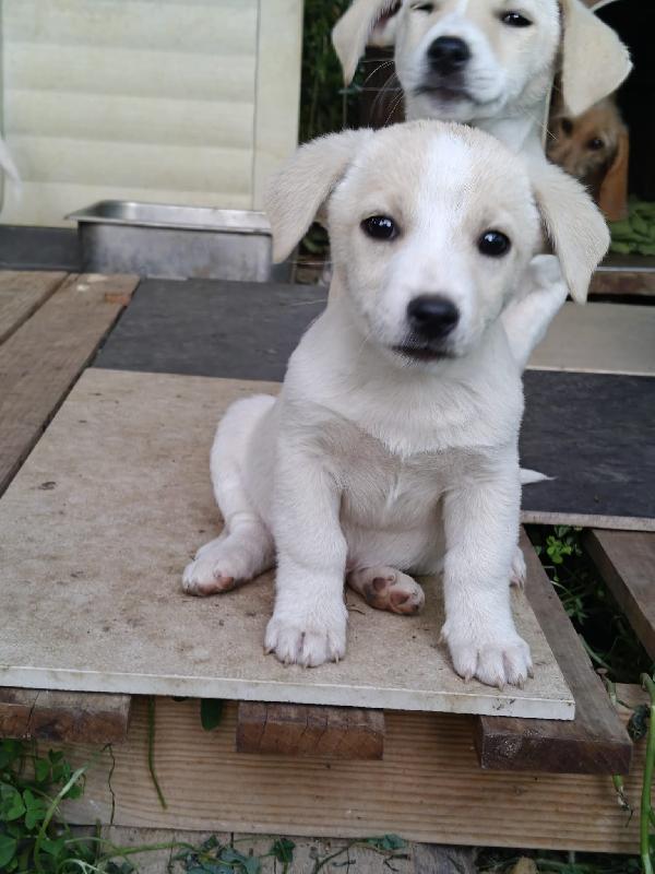 Oliver Cucciolo Bellissimo