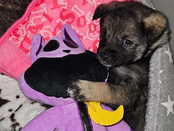 Rosina: Abbandonata Al Freddo In Una Aiuola 