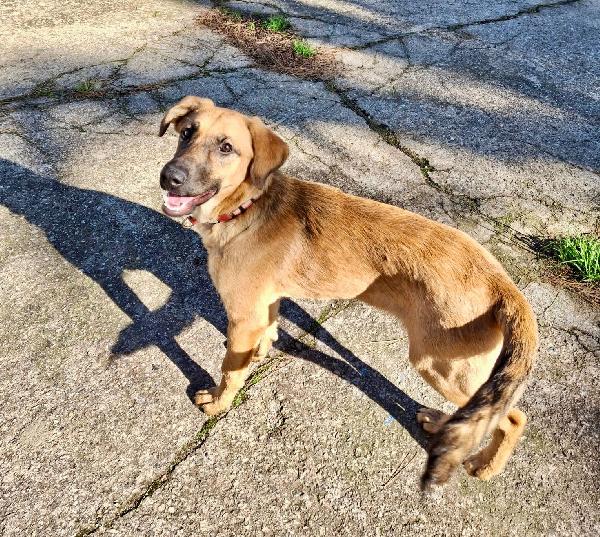 Mora, non lasciamola in canile..😭 Foto 3