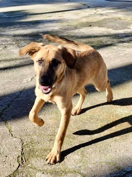 Mora, non lasciamola in canile..😭 Foto 7