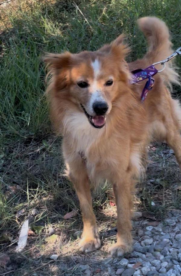 Ricky, simil volpino🐕 Foto 6