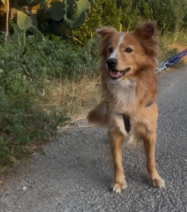 Simil volpino 🦊 RICKY cerca 🏡 Foto 2